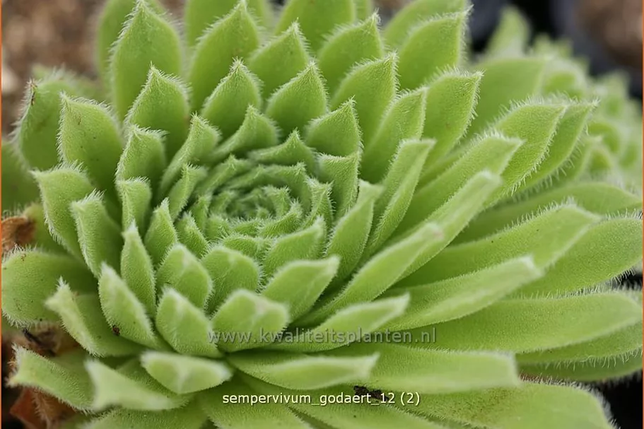 Sempervivum 'Godaert'