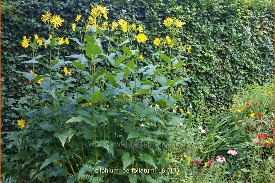 Silphium perfoliatum