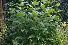 Silphium perfoliatum