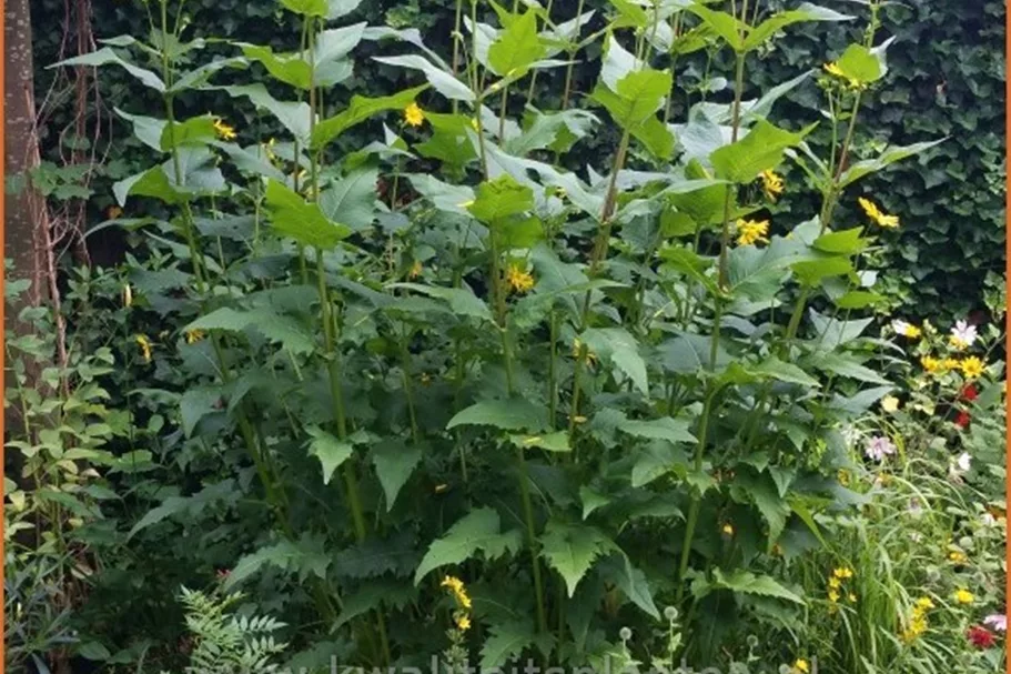 Silphium perfoliatum