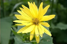 Silphium perfoliatum