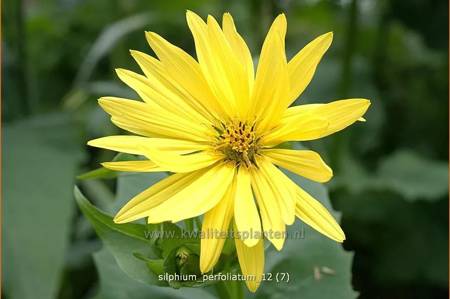 Silphium perfoliatum