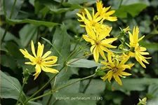 Silphium perfoliatum