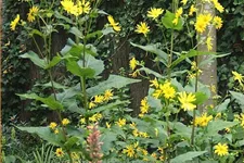 Silphium perfoliatum