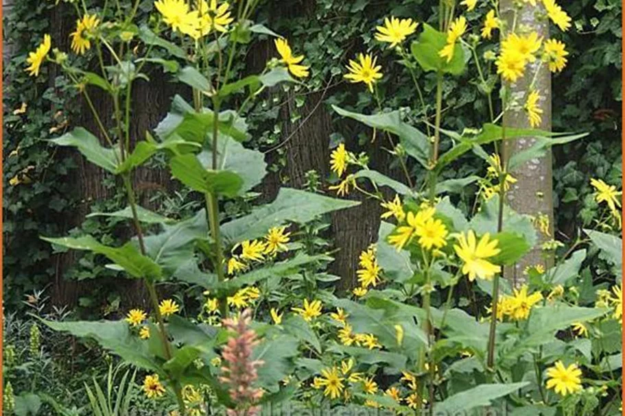 Silphium perfoliatum