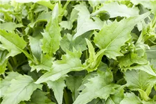 Silphium perfoliatum