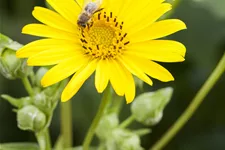 Silphium perfoliatum