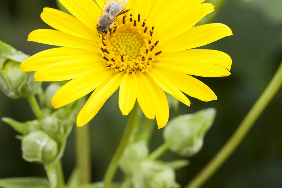 Silphium perfoliatum