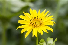 Silphium perfoliatum