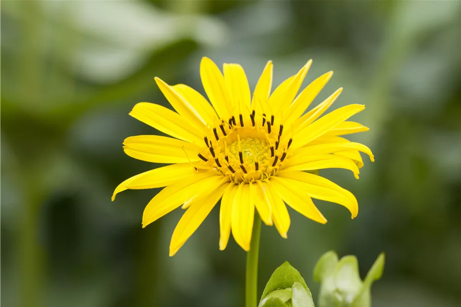 Silphium perfoliatum
