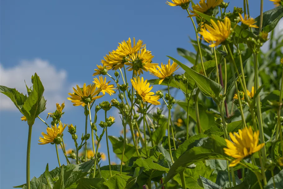Silphium perfoliatum