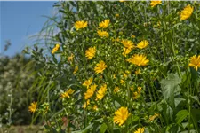 Silphium perfoliatum