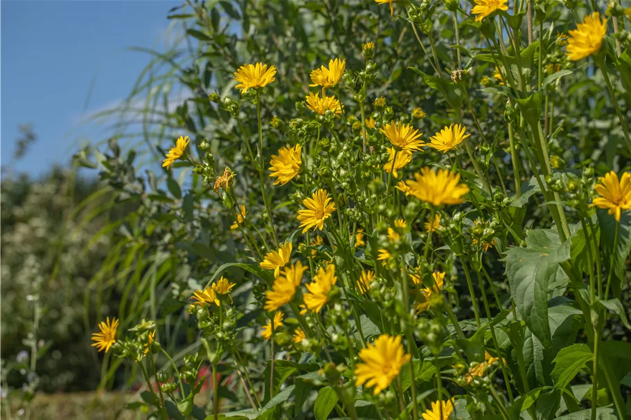 Silphium perfoliatum