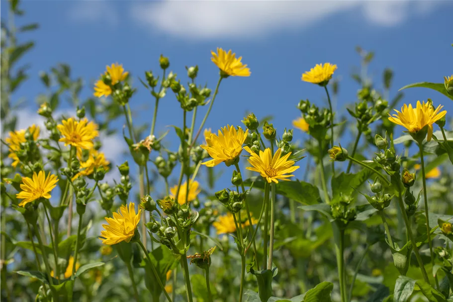 Silphium perfoliatum