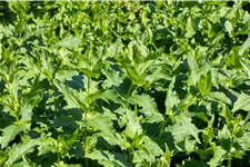 Silphium perfoliatum