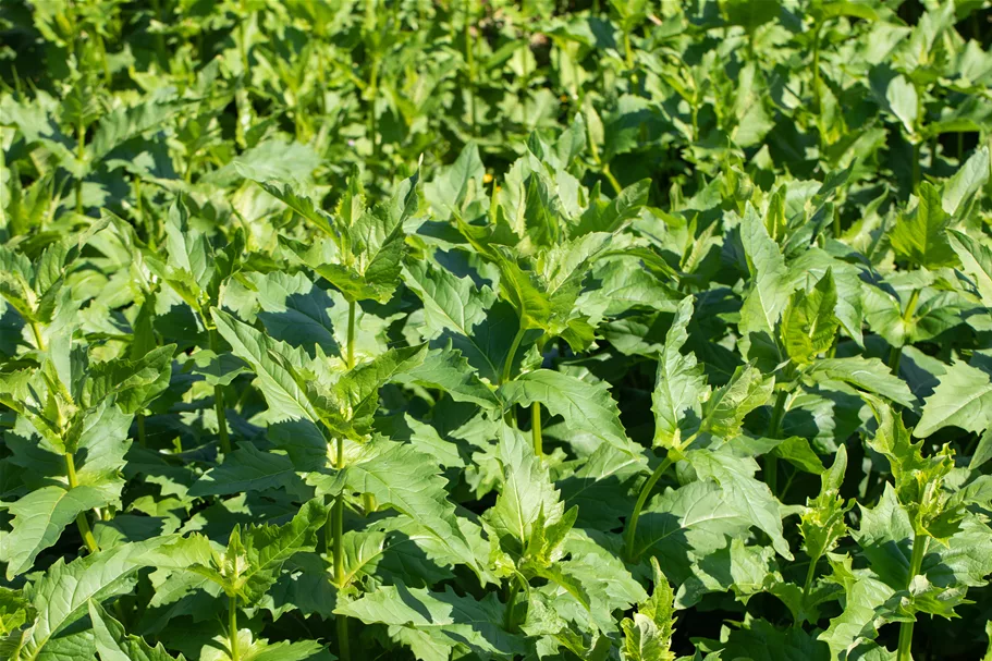 Silphium perfoliatum