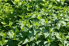 Silphium perfoliatum