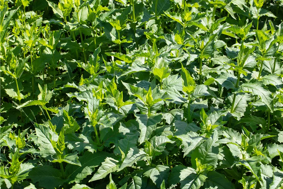 Silphium perfoliatum