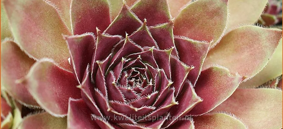 Sempervivum 'Granat'