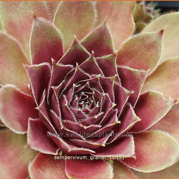 Sempervivum 'Granat'