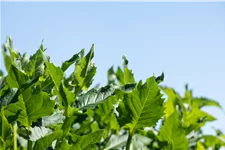 Silphium perfoliatum