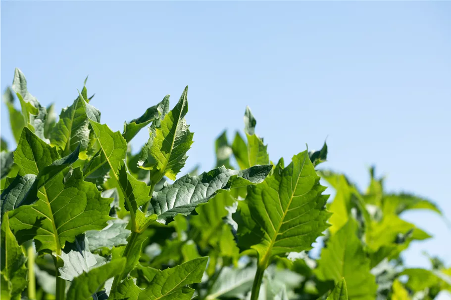 Silphium perfoliatum