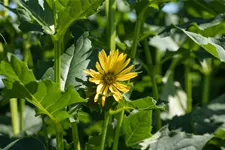 Silphium perfoliatum