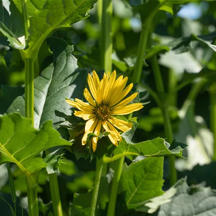 Silphium perfoliatum