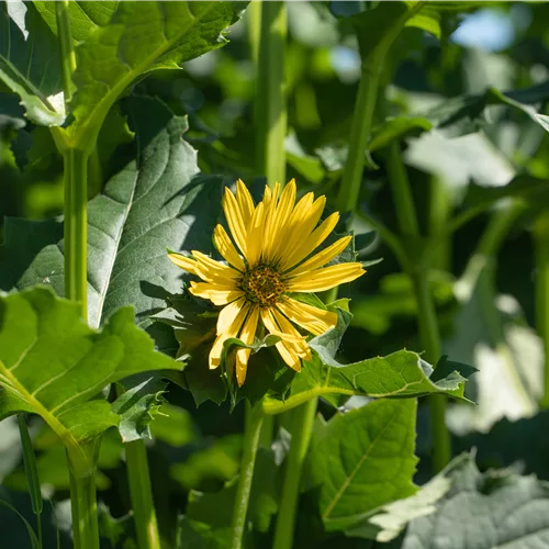 Silphium perfoliatum