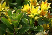 Sedum floriferum 'Weihenstephaner Gold'