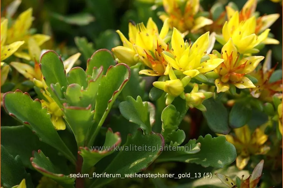 Sedum floriferum 'Weihenstephaner Gold'