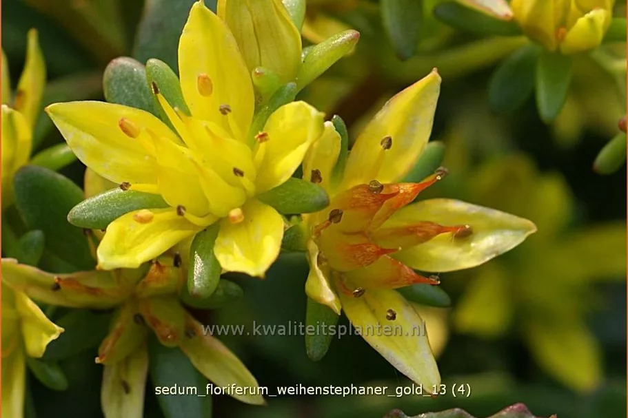 Sedum floriferum 'Weihenstephaner Gold'