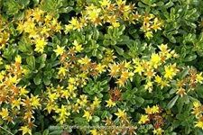 Sedum floriferum 'Weihenstephaner Gold'