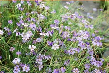 Sisyrinchium angustifolium