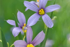 Sisyrinchium angustifolium 'Lucerne'