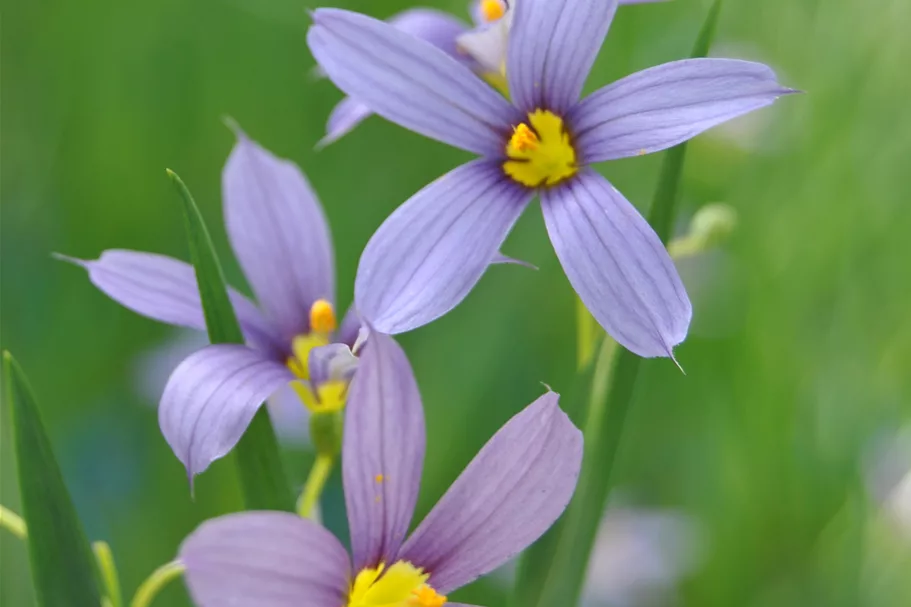 Sisyrinchium angustifolium 'Lucerne'
