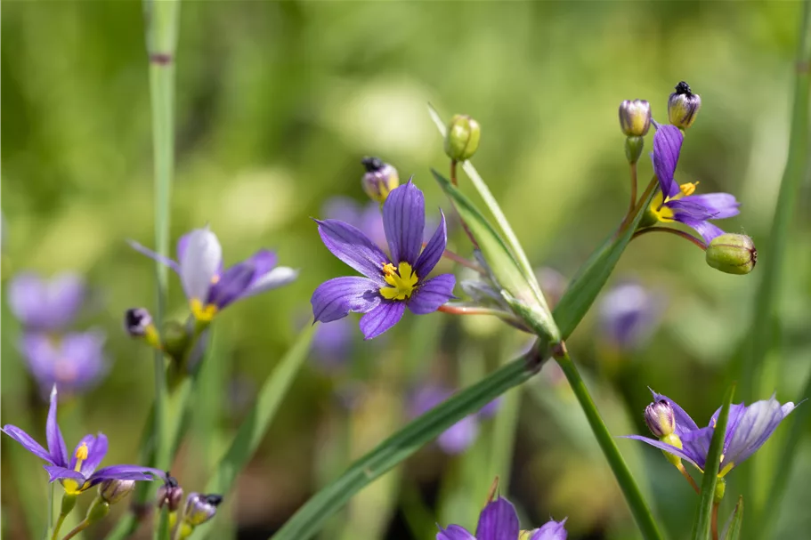 Sisyrinchium angustifolium 'Lucerne'