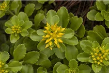 Sedum floriferum 'Weihenstephaner Gold'