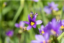 Sisyrinchium angustifolium 'Lucerne'