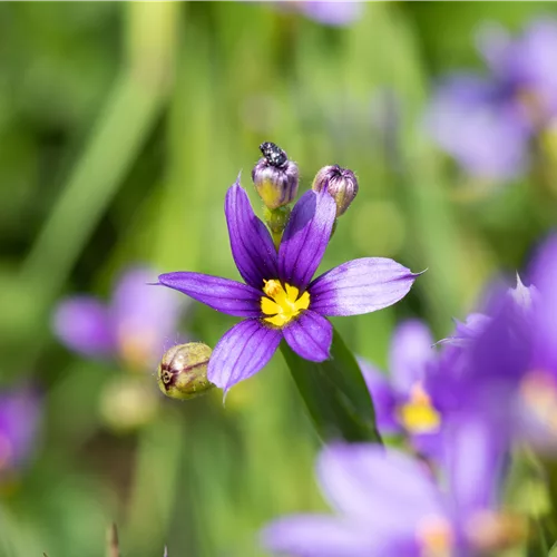 Sisyrinchium angustifolium