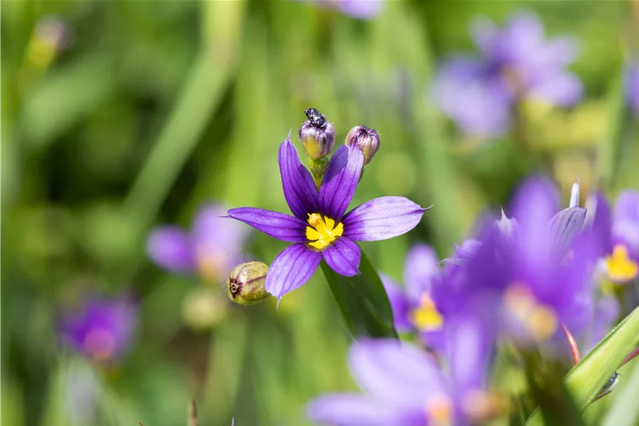 Sisyrinchium angustifolium 'Lucerne'