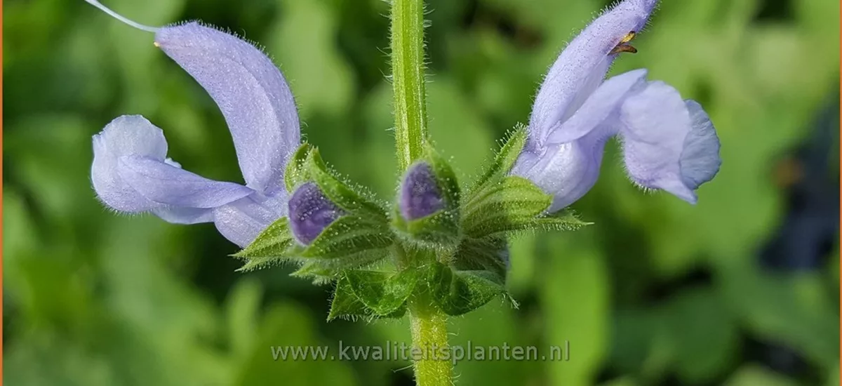 Salvia pratensis 'Sky Dance'