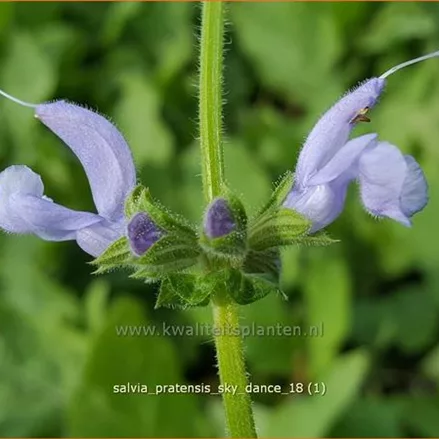 Salvia pratensis 'Sky Dance'