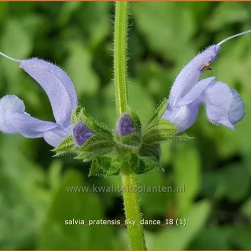 Salvia pratensis 'Sky Dance'