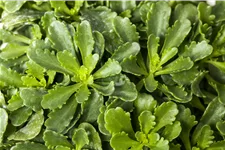 Sedum floriferum 'Weihenstephaner Gold'