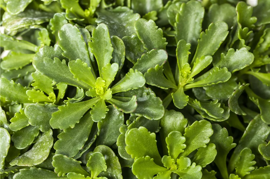 Sedum floriferum 'Weihenstephaner Gold'