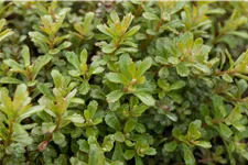 Sedum floriferum 'Weihenstephaner Gold'