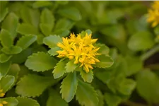 Sedum floriferum 'Weihenstephaner Gold'
