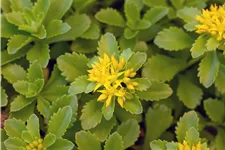 Sedum floriferum 'Weihenstephaner Gold'