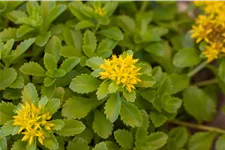 Sedum floriferum 'Weihenstephaner Gold'